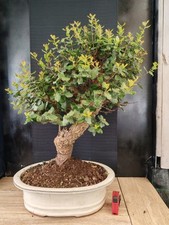 bonsai  quercia da sughero  h 67 cm visita il negozio