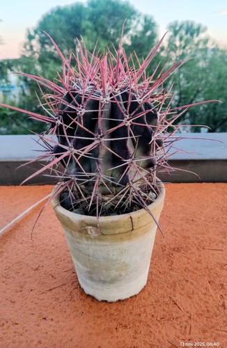 Ferocactus rectispinus mia - rectispinus,