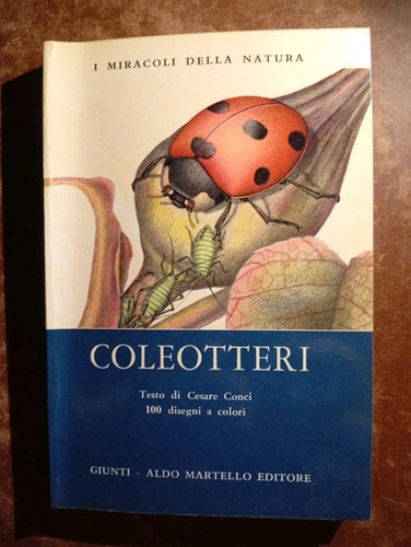 Coleotteri cesare conci - cesare, i