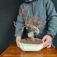 BONSAI  DI MELO