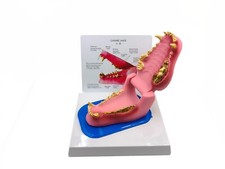 Modello anatomia denti di cane