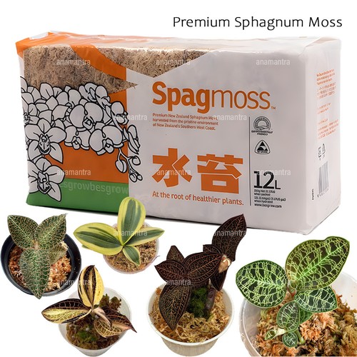 Sphagnum moss spagmoss - sphagnum,