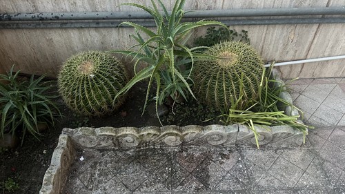 Pianta echinocactus - pianta, di