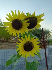SEMI DI GIRASOLE LEMON QUEEN -