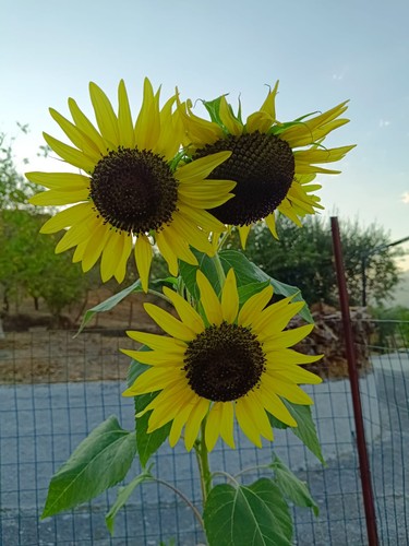 Semi girasole lemon queen - semi,