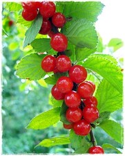 Pianta di CILIEGIO DI NANCHINO