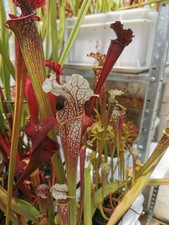 Sarracenia Hybrid01 x Camisole #1 - Taglia XL - Pianta Carnivora