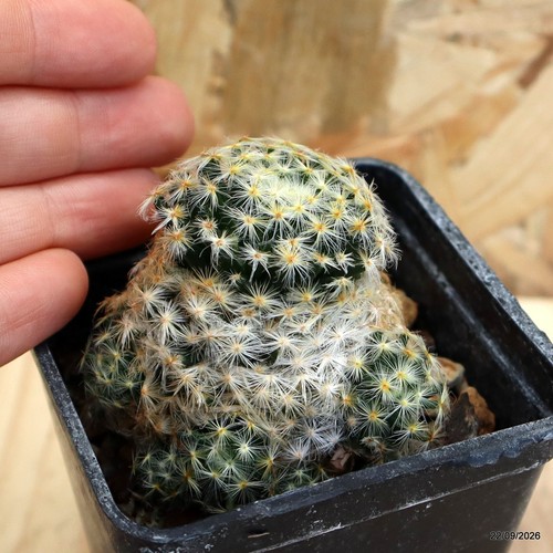 Mammillaria schiedeana vaso - schiedeana,