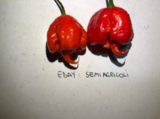 CAROLINA REAPER, 10 semi SELEZIONATI peperoncino più caldo del mondo