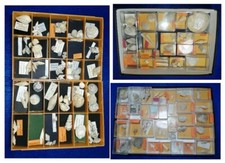 Grande raccolta Fossili del Pliocene  - Tutti classificati con provenienza-