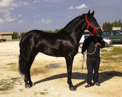 Murgese cavallo italiano - cavallo,