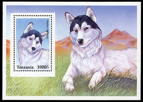 Alaskan malamute husky sled - malamute,