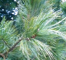 Pinus cembra cv SARTORI -  -
