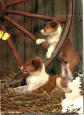 55.ANIMALI - CUCCIOLI CANE -
