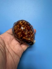 80 mm | Cypraea Tigris