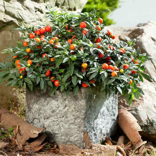 Solanum pseudocapsicum - solanum,