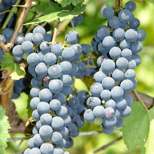 Cascata vite una delle - 2l,