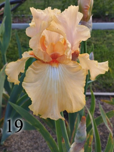 Rizoma iris germanica - 1,