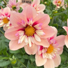 Sale2300 Dahlia Dahlegria