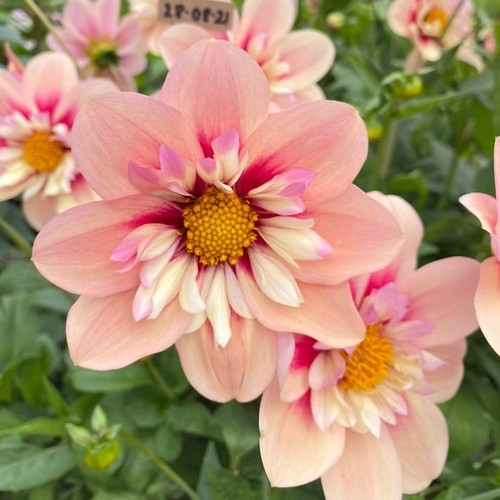 Sale2300 dahlia dahlegria - sale2300,