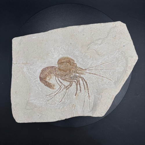 Aeger tipularius fossil shrimp - aeger,