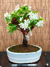 Bonsai di Melo h 40cm Visita
