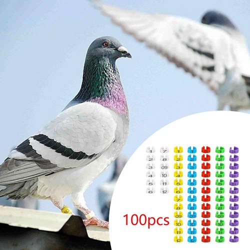 100 pezzi fasce per zampe - 100,