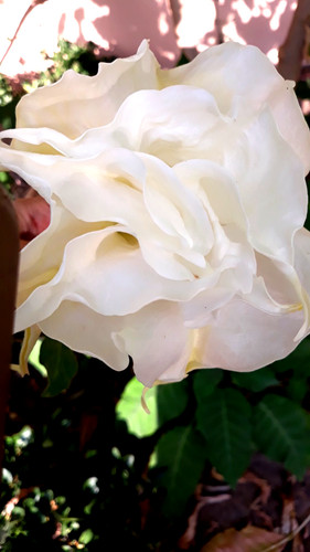 Brugmansia trombe angelo - trombe, "
