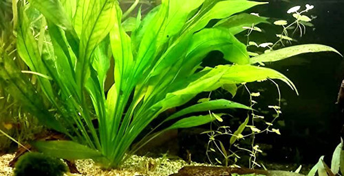 Echinodorus bleheri pianta - echinodorus, di