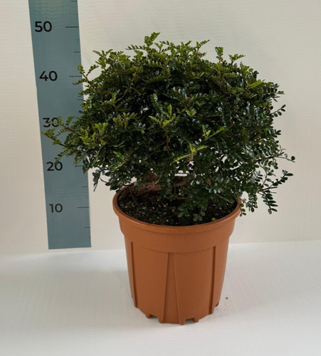 Pianta zanthoxylum pepe - di,