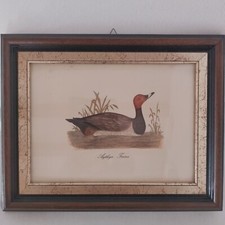 Quadro stampa Moriglione Anthya Ferina Vintage