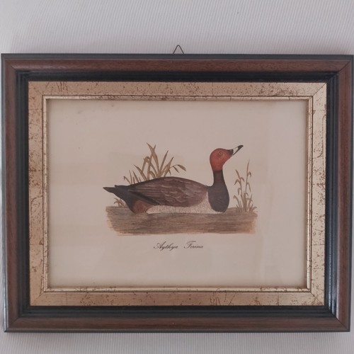 Quadro stampa moriglione - quadro,