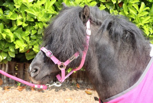 Ruggles shetland collare - shetland,