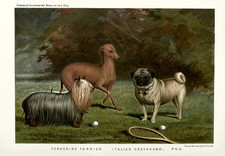 Poster Trio Cani - Terrier
