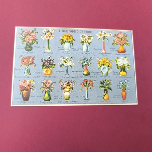 Linguaggio dei fiori vecchia - dei,