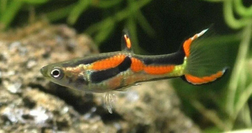 Pesci tropicale guppy - pesci,