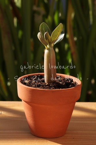 Pianta adenium arabicum rosa - pianta,