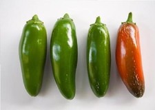 Peperoncino Jalapeno DELICATO
