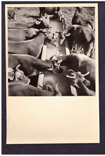 Fotografia Foto Mucche in Abbeveratoio KK4535G