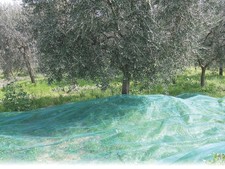 Rete Per Olive Antispine