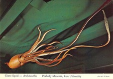1974 Yale University Peabody