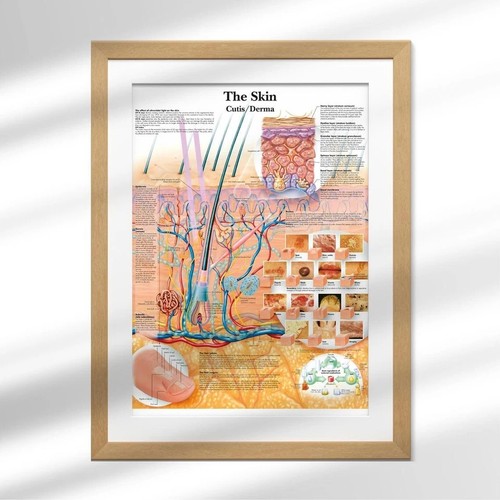 Grafico anatomico pelle corpo
