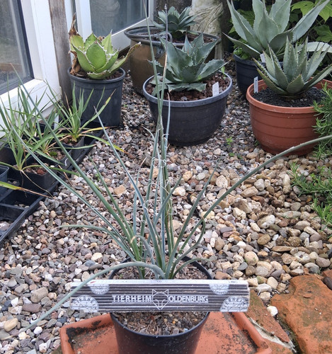 Hesperaloe parviflora - , xl