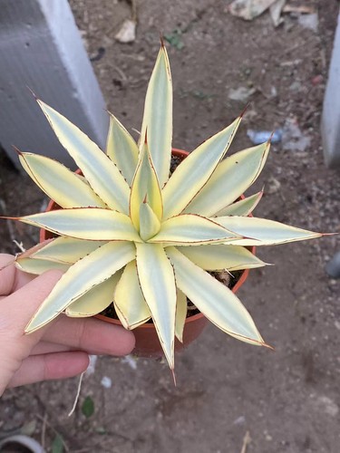 Rara agave succulenta bruciata - agave,