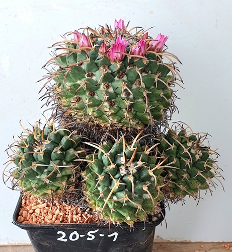 Antica mammillaria krameria - antica, a