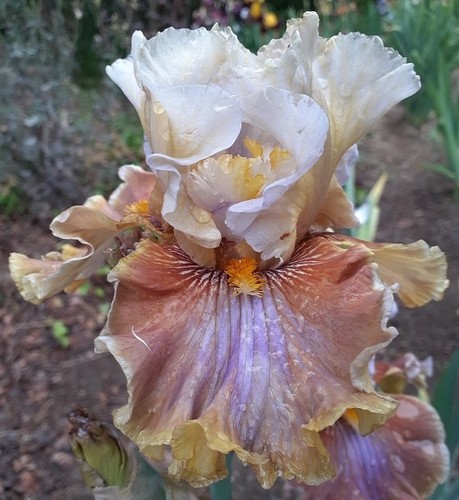 Iris pietra focaia - tb, 'pietra