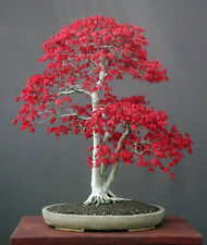 15 SEMI DI ACER PALMATUM  JAPANESE MAPLE -SPEDIZIONE GRATUITA "