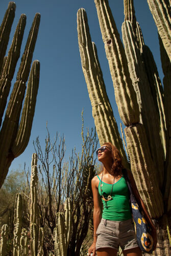 Pachycereus pringlei cactus - -,