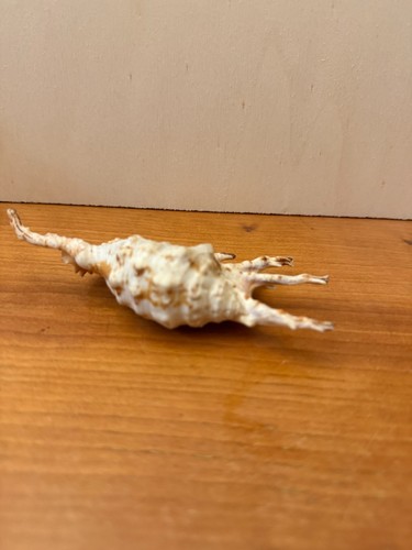 Conchiglia marina integra - conchiglia,