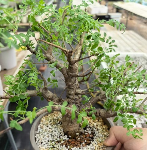 Vendita pianta rara boswellia - vendita,